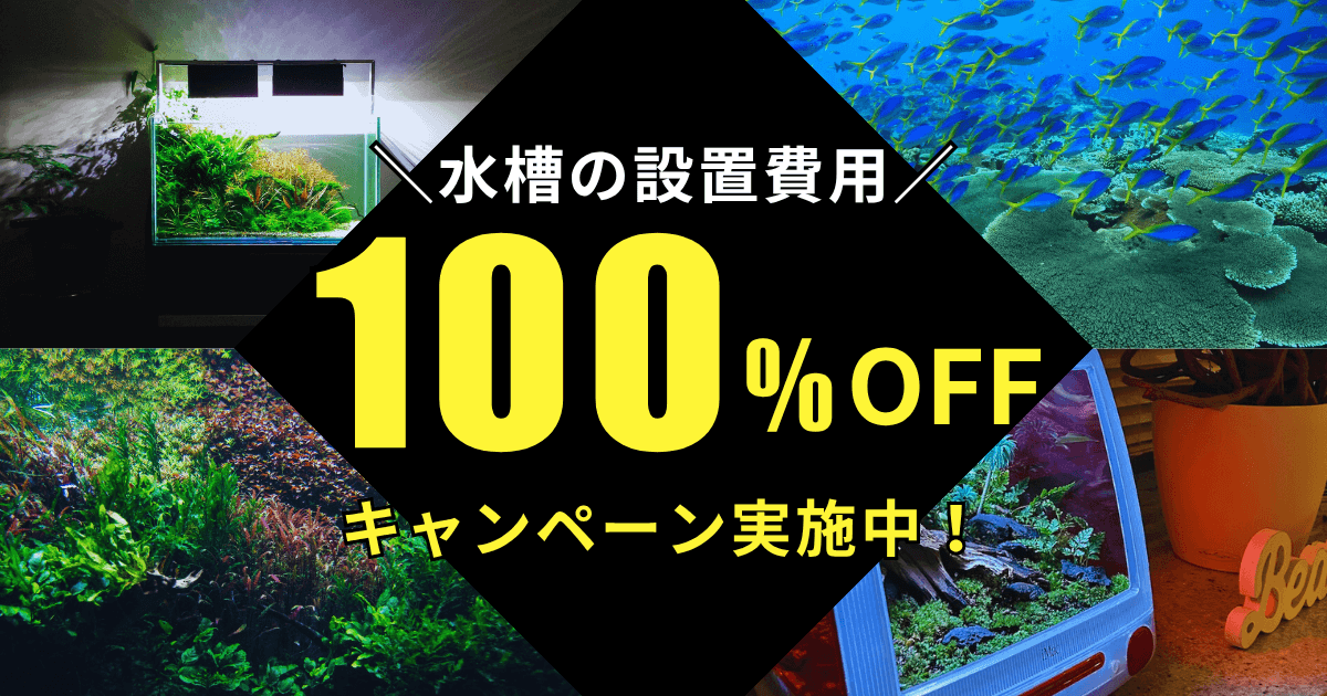 日頃のご愛顧に感謝を込めて、期間限定の特別キャンペーンを実施中！初期費用0円でアクアリウムのある暮らしを。期間限定・先着10名様限定！