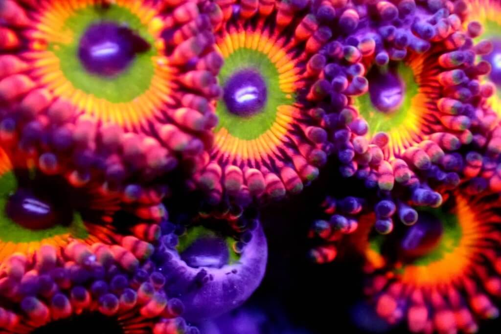 Anthiasのサンゴ・海水魚の販売サービスのイメージ