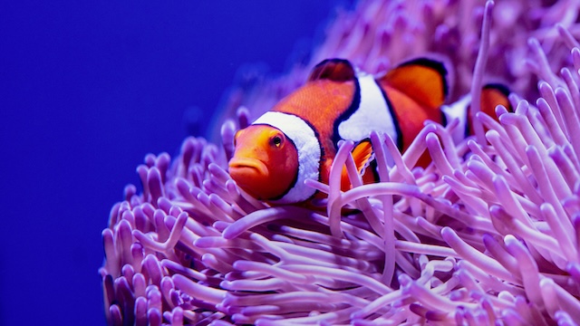 クリニックにおすすめの魚