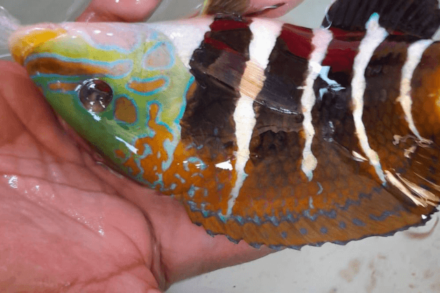 サンゴ・海水魚の状態確認のようす