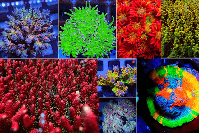 色彩豊かなサンゴ