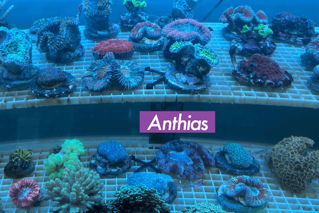 Anthiasで取り扱うサンゴ