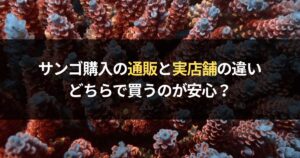 サンゴ購入の通販と実店舗の違い|どちらで買うのが安心?