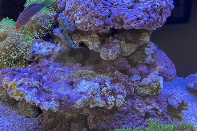 佐藤石油様に設置したサンゴ