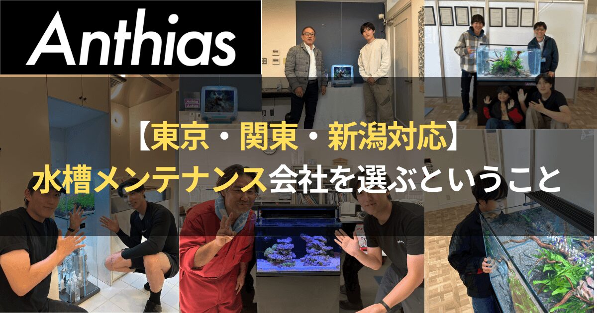 【東京・関東・新潟対応】水槽メンテナンス会社を選ぶということ